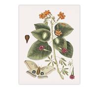 Artery8 Great Moth Tievine & Geiger Tree Flowers Catesby Wall Art Poster | Size: W24" x H32" Artery8 Multicolor W24" x H32"