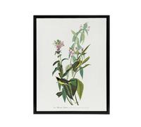 Artery8 Green Black Capped Flycatcher Audubon Nature Black Framed Canvas Print in White | Size: W24" x H32" Artery8 White W24" x H32"
