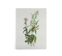 Artery8 Green Black Capped Flycatcher Audubon Nature Canvas Wall Art in White | Size: W24" x H32" Artery8 White W24" x H32"