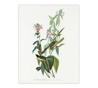 Artery8 Green Black Capped Flycatcher Audubon Nature Wall Art Print Poster in White | Size: W12" x H16" Artery8 White W12" x H16"