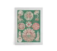 Artery8 Green Pink Vintage Jellyfish Haeckel Botanical Canvas Wall Art | Size: W24" x H32" Artery8 Green W24" x H32"