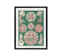 Artery8 Green Pink Vintage Jellyfish Haeckel Botanical Framed Canvas Wall Art | Size: W12" x H16" Artery8 Green W12" x H16"