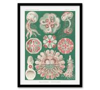 Artery8 Green Pink Vintage Jellyfish Haeckel Botanical Framed Wall Art Print | Size: W12" x H16" Artery8 Green W12" x H16"