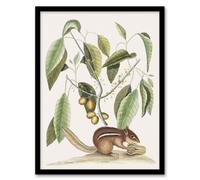 Artery8 Ground Squirrel And Wild Nutmeg Mark Catesby Framed Wall Art Print 12X16"