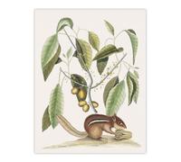Artery8 Ground Squirrel And Wild Nutmeg Mark Catesby Wall Art Poster Print 12X16"