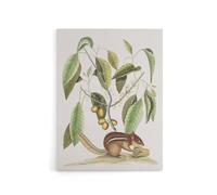 Artery8 Ground Squirrel & Wild Nutmeg Mark Catesby Canvas Wall Art in White | Size: W24" x H32" Artery8 White W24" x H32"