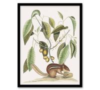 Artery8 Ground Squirrel & Wild Nutmeg Mark Catesby Framed Wall Art Print in White | Size: A4 Artery8 White A4