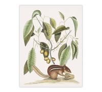 Artery8 Ground Squirrel & Wild Nutmeg Mark Catesby Wall Art Poster Print in White | Size: W18" x H24" Artery8 White W18" x H24"