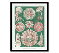 Artery8 Haeckel Framed Wall Art Green Pink Vintage Jellyfish Illustration - A3 Size