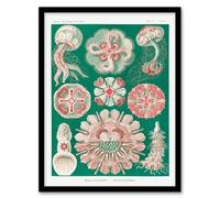 Artery8 Haeckel Framed Wall Art Green Pink Vintage Jellyfish Illustration - A4 Size