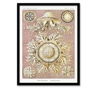 Artery8 Haeckel Framed Wall Art Jellyfish Discomedusae Vintage Illustration in White | Size: A3 Artery8 White A3