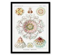 Artery8 Haeckel Framed Wall Art Peromedusae Jellyfish Vintage Illustration in White | Size: A3 Artery8 White A3