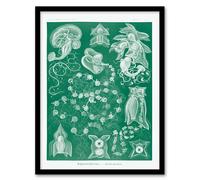 Artery8 Haeckel Framed Wall Art Siphonophorae Vintage Marine Illustration in Green | Size: A3 Artery8 Green A3