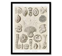 Artery8 Haeckel Framed Wall Art Talamophora Vintage Marine Life Illustration in Beige | Size: A4 Artery8 Beige A4