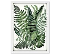 Artery8 Haeckel Style Fern Fronds Watercolour Illustration Artwork Framed A3 Wall Art Print