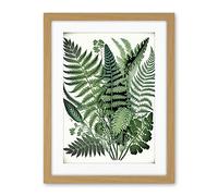 Artery8 Haeckel Style Fern Fronds Watercolour Illustration Artwork Framed Wall Art Print 18X24 Inch
