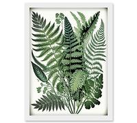 Artery8 Haeckel Style Fern Fronds Watercolour Illustration Artwork Framed Wall Art Print A4