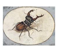 Artery8 Hans Hoffmann Beetle Insect Painting Art Print Canvas Premium Wall Decor Poster Mural