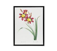 Artery8 Harlequin Flowers Floral Redoute Vintage Black Framed Canvas Wall Art in White | Size: W24" x H32" Artery8 White W24" x H32"
