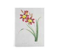 Artery8 Harlequin Flowers Floral Redoute Vintage Canvas Wall Art in White | Size: W24" x H32" Artery8 White W24" x H32"