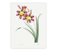 Artery8 Harlequin Flowers Floral Redoute Vintage Wall Art Print Poster in White | Size: W24" x H32" Artery8 White W24" x H32"
