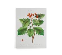 Artery8 Hawthorn Botanical Illustration Redoute Vintage Canvas Wall Art in White | Size: W18" x H24" Artery8 White W18" x H24"