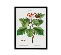Artery8 Hawthorn Botanical Illustration Redoute Vintage Framed Canvas Wall Art in White | Size: W24" x H32" Artery8 White W24" x H32"