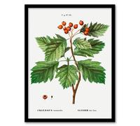 Artery8 Hawthorn Botanical Illustration Redoute Vintage Framed Wall Art Print in White | Size: A4 Artery8 White A4