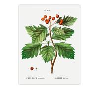 Artery8 Hawthorn Botanical Illustration Redoute Vintage Wall Art Print Poster in White | Size: W18" x H24" Artery8 White W18" x H24"