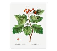 Artery8 Hawthorn Botanical Illustration XL Extra Large Wall Art Poster Print 24X32 Artwork By Redoute : Hedgerow Branch Motif Bringing Organic Calm And Seasonal Feel To Cosy Interiors