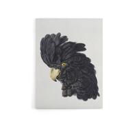 Artery8 Head of a Black Cockatoo Watercolour Schouman Canvas Wall Art Print in White | Size: W12" x H16" Artery8 White W12" x H16"