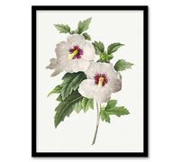 Artery8 Hibiscus Flower Illustration Redoute Vintage Framed Wall Art Print in White | Size: W12" x H16" Artery8 White W12" x H16"