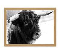 Artery8 Highland Cow Bull Horns Black White Photo A4 Artwork Framed Wall Art Print