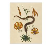 Artery8 Hog Nose Snake And Tiger Lily Mark Catesby Wall Art Poster Print 12X16"
