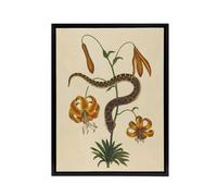Artery8 Hog Nose Snake & Tiger Lily Mark Catesby Black Framed Canvas Art in Beige | Size: W24" x H32" Artery8 Beige W24" x H32"