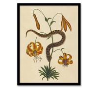 Artery8 Hog Nose Snake & Tiger Lily Mark Catesby Framed Wall Art Print in Beige | Size: A3 Artery8 Beige A3