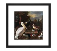 Artery8 Hondecoeter Pelican Birds Pool Floating Feather 8X8 Inch Square Wooden Framed Wall Art Print Picture with Mount in Black Artery8 Black