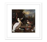 Artery8 Hondecoeter Pelican Birds Pool Floating Feather 8X8 Inch Square Wooden Framed Wall Art Print Picture with Mount in White Artery8 White