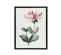 Artery8 Honeysuckle Botanical Redoute Vintage Black Framed Canvas Wall Art in White | Size: W18" x H24" Artery8 White W18" x H24"