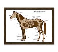Horse Anatomy Diagram Vets Animals Skeleton Bones A4 Artwork Framed Wall Art Print Artery8 Brown One Size