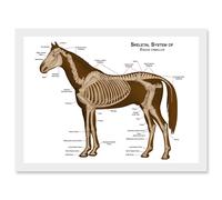 Artery8 Horse Anatomy Diagram Vets Animals Skeleton Bones A4 Artwork Framed Wall Art Print in White Artery8 White