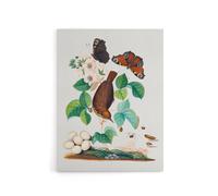 Artery8 House Wren Butterflies Beetle & Spider Bolton Canvas Wall Art | Size: W24" x H32" Artery8 Multicolor W24" x H32"