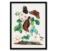 Artery8 House Wren Butterflies Beetle And Spider Bolton Framed Wall Art Print A3