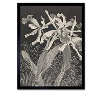 Artery8 Hoytema Orchids Flower Petals Plant Bw Drawing Art Print Framed Poster Wall Decor 12x16 inch