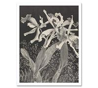 Artery8 Hoytema Orchids Flower Petals Plant Bw Drawing Art Print Framed Poster Wall Decor 12x16 inch
