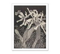 Artery8 Hoytema Orchids Flower Petals Plant Bw Drawing Artwork Framed Wall Art Print 18X24 Inch