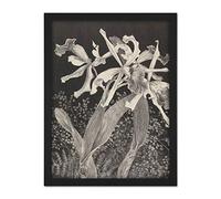 Artery8 Hoytema Orchids Flower Petals Plant Bw Drawing Artwork Framed Wall Art Print 18X24 Inch