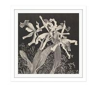 Artery8 Hoytema Orchids Flower Petals Plant Bw Drawing Square Wooden Framed Wall Art Print Picture 16X16 Inch