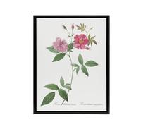 Artery8 Hudson Rosehip Botanical Redoute Vintage Black Framed Canvas Wall Art in White | Size: W12" x H16" Artery8 White W12" x H16"