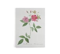Artery8 Hudson Rosehip Botanical Redoute Vintage Canvas Wall Art in White | Size: W24" x H32" Artery8 White W24" x H32"
